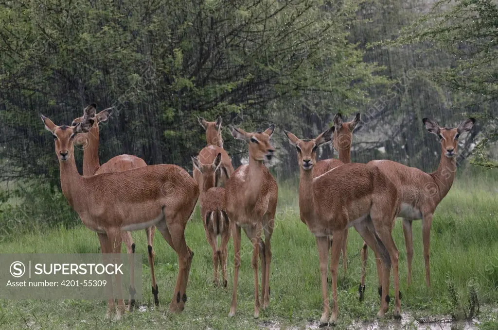 Impala (Aepyceros melampus) females during rainstorm, Botswana