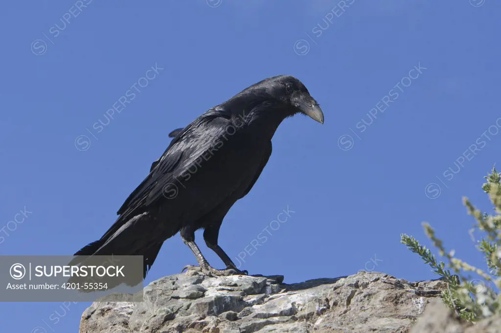 Common Raven (Corvus corax), San Benito Island, Baja California, Mexico