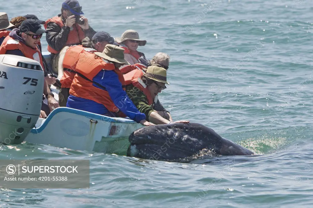 Gray Whale (Eschrichtius robustus) getting touched by whale watchers, San Ignacio Lagoon, Baja California, Mexico