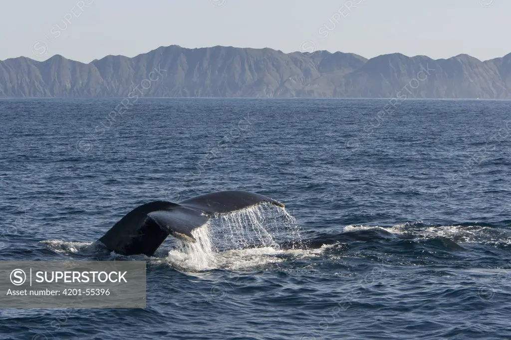 Humpback Whale (Megaptera novaeangliae) diving, Baja California, Mexico