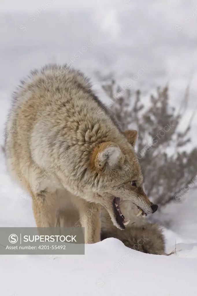Coyote (Canis latrans) snarling, western Montana