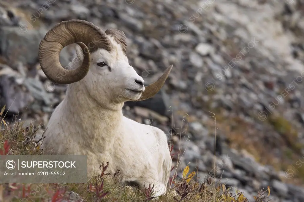 Dall's Sheep (Ovis dalli) ram, central Alaska