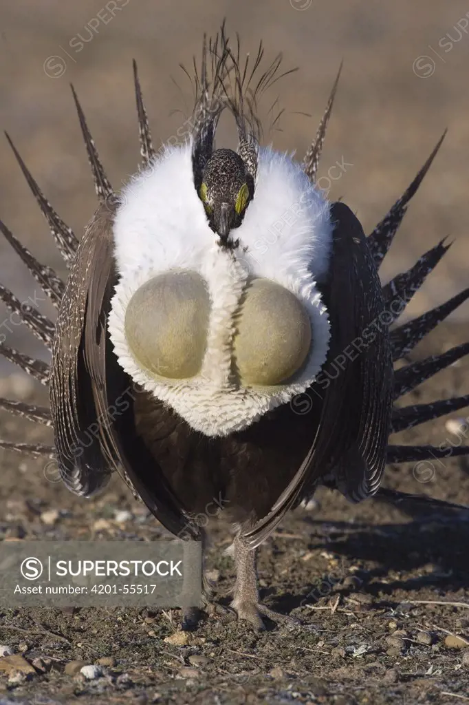 Sage Grouse (Centrocercus urophasianus) male displaying on lek with inflated air sacs, eastern Montana