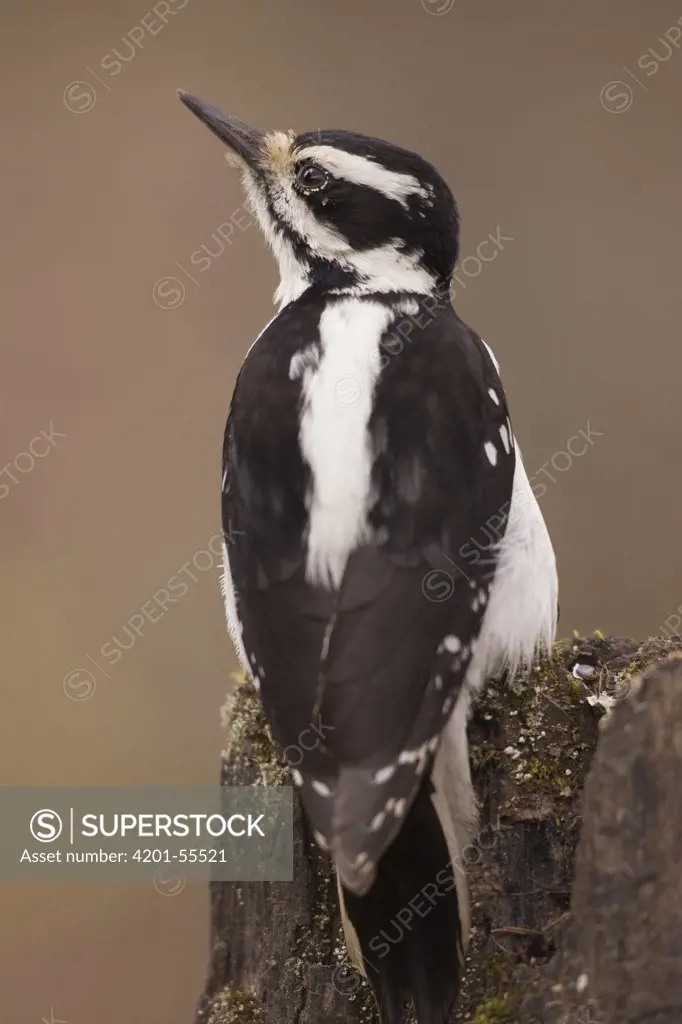 Hairy Woodpecker (Picoides villosus) female on snag, western Montana