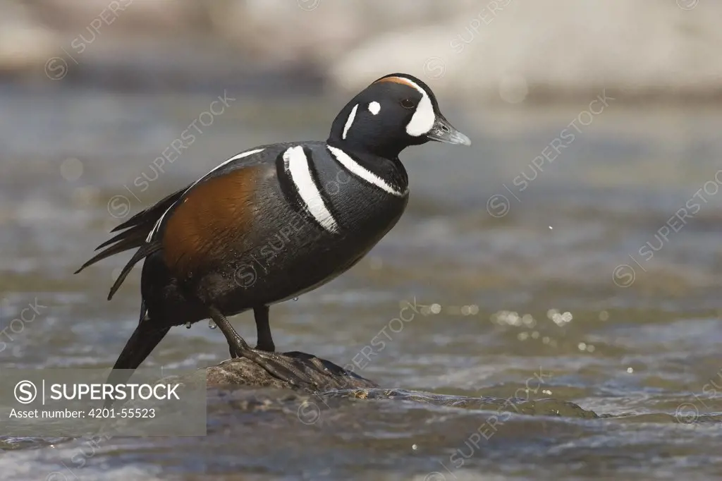 Harlequin Duck (Histrionicus histrionicus) male, western Montana