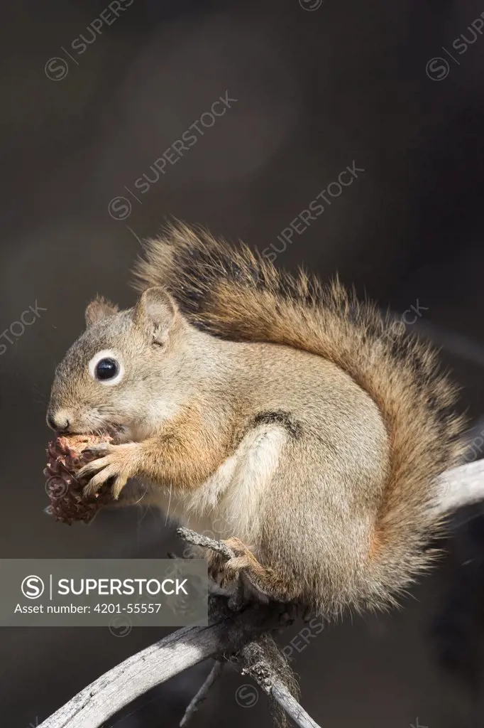 Red Squirrel (Tamiasciurus hudsonicus) eating a pine cone, western Montana