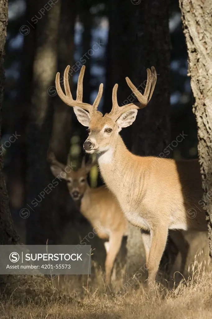 White-tailed Deer (Odocoileus virginianus) bucks in velvet, western Montana