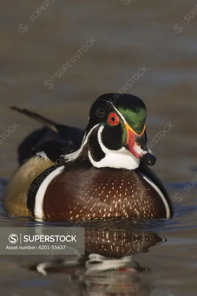 Wood Duck (Aix sponsa) male, North America