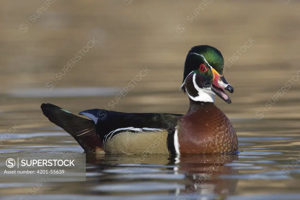 Wood Duck (Aix sponsa) male calling, western Montana