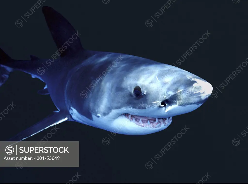 Great White Shark (Carcharodon carcharias), Neptune Islands, Australia. Digitally enhanced.