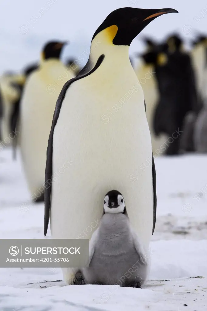 Emperor Penguin (Aptenodytes forsteri) chick on the feet of an adult, Antarctica