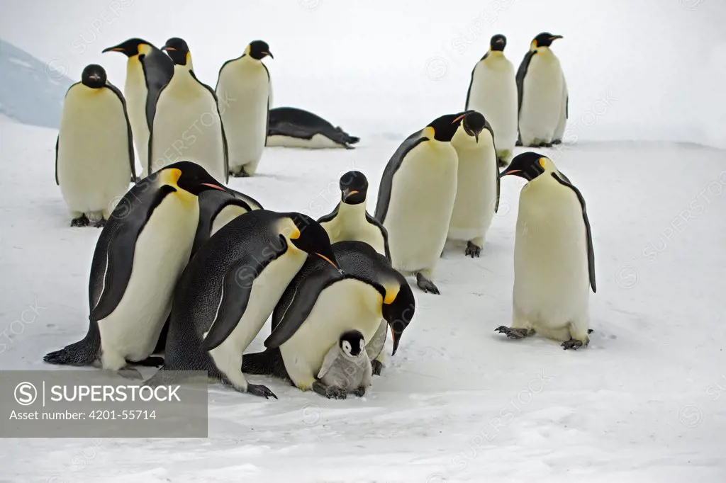 Emperor Penguin (Aptenodytes forsteri) group fighting over chick, Antarctica