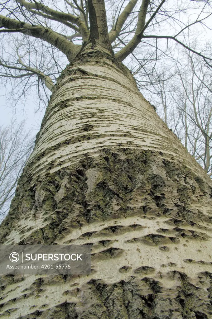Gray Poplar (Populus canescens) tree, Netherlands