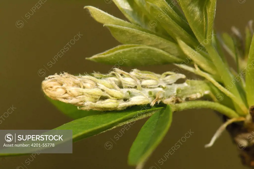 Golden Chain Tree (Laburnum anagyroides) seed, Netherlands