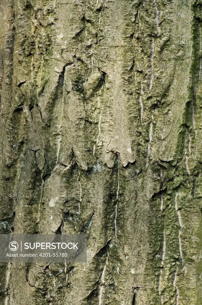 White Walnut (Juglans cinerea) bark, Netherlands