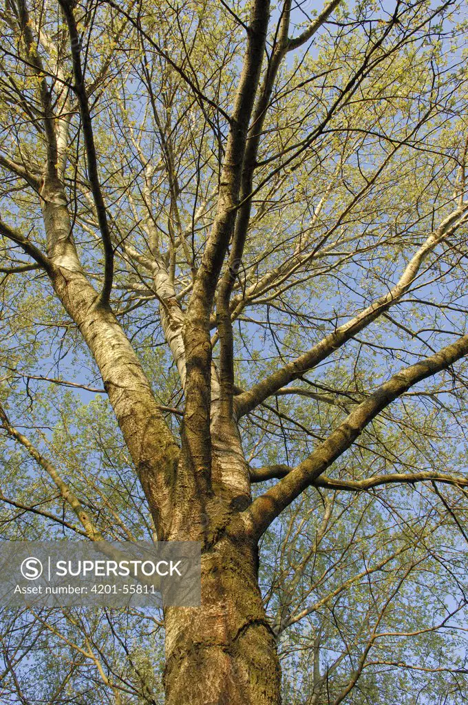 Gray Poplar (Populus canescens) tree, Netherlands