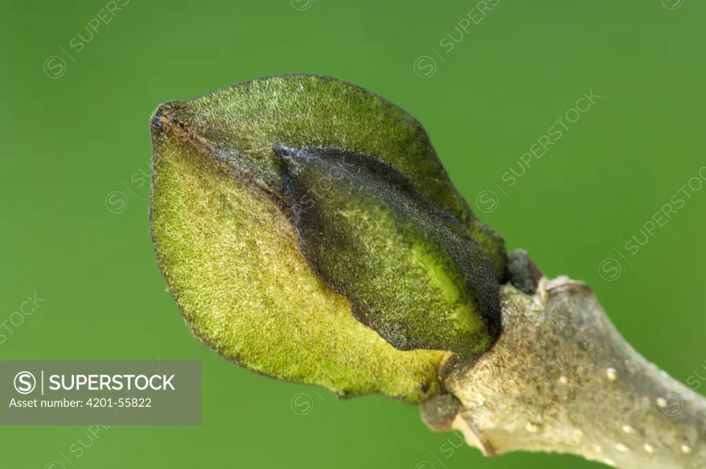 European Ash (Fraxinus excelsior) bud, Netherlands