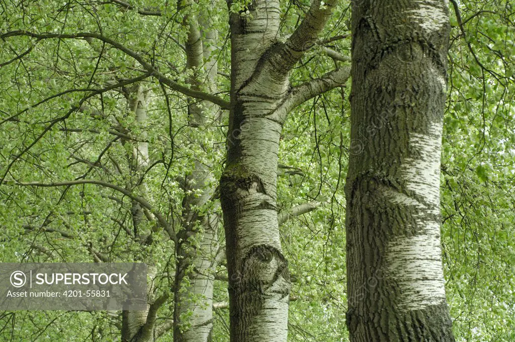Gray Poplar (Populus canescens) trees, Netherlands