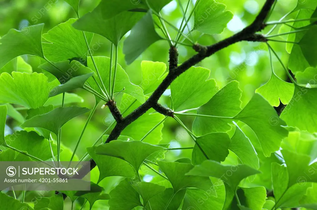 Ginkgo (Ginkgo biloba) leaves, Netherlands