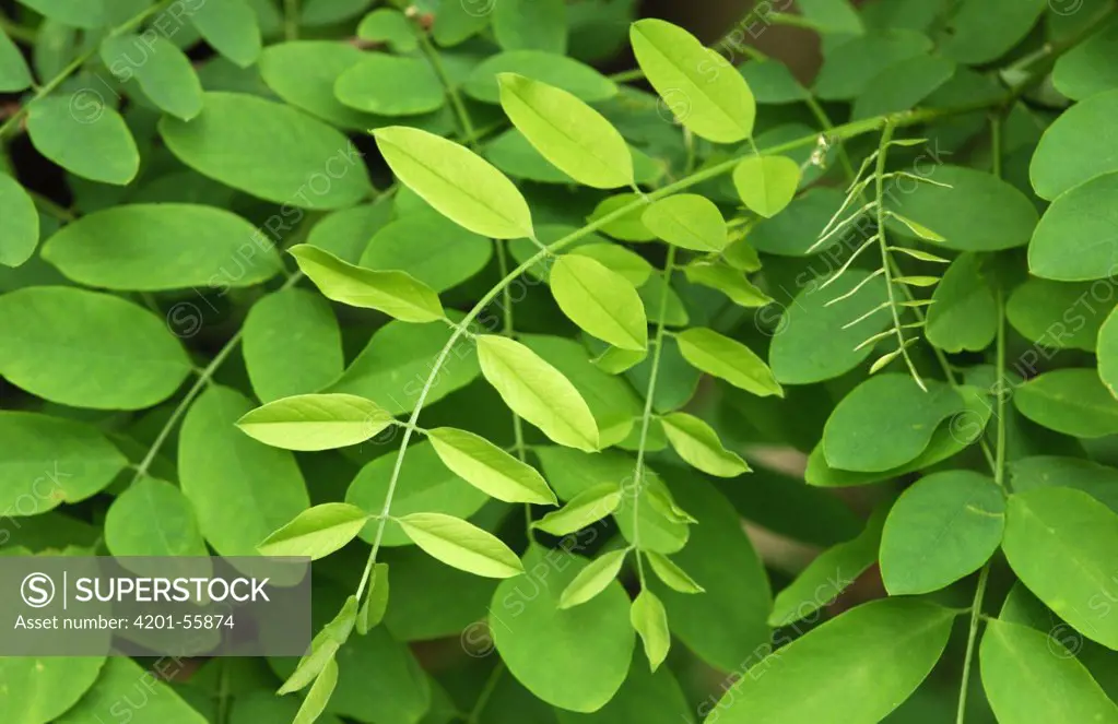 Acacia Blanc (Robinia pseudoacacia) leaves, Netherlands