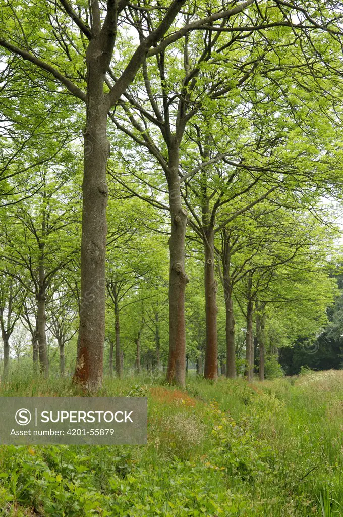 European Ash (Fraxinus excelsior) trees, Netherlands