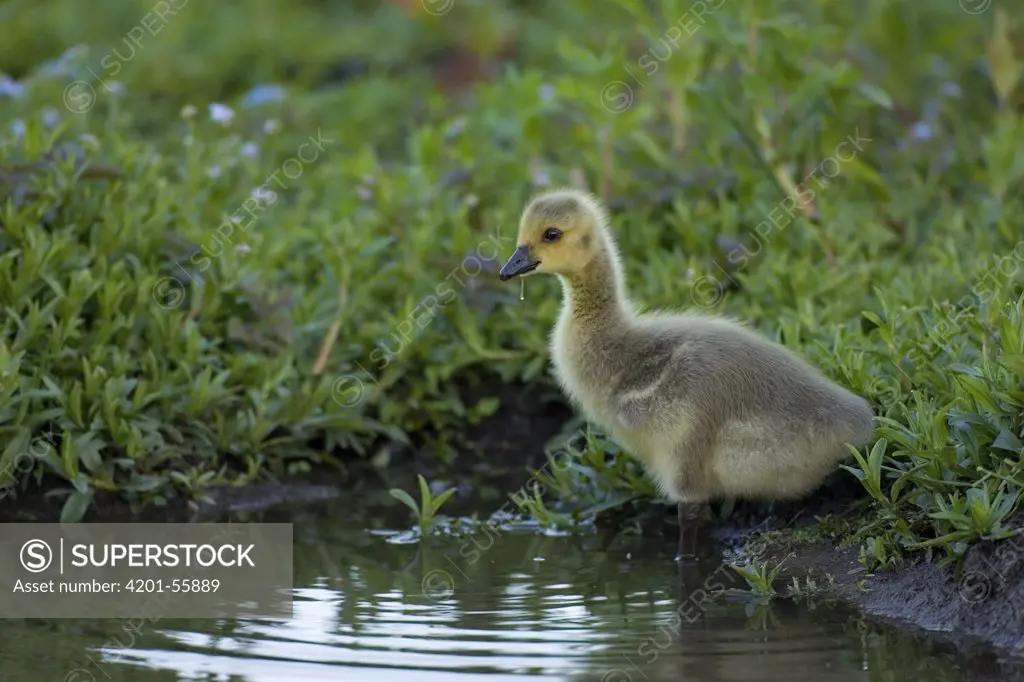 Canada Goose (Branta canadensis) chick, Korftlaan, Delft, Netherlands