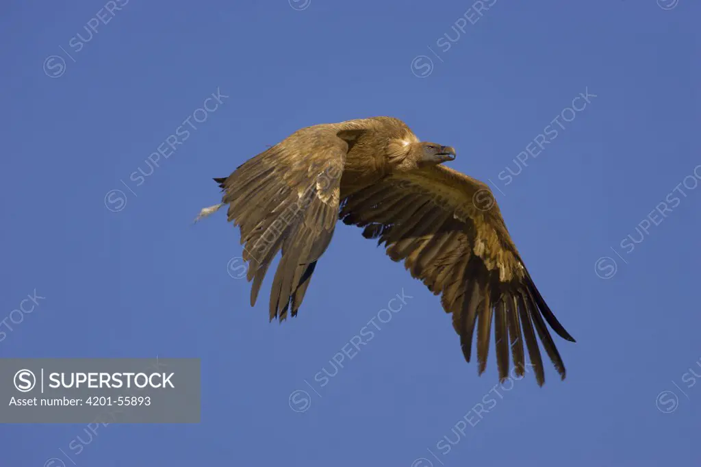Griffon Vulture (Gyps fulvus) flying, Lumbier, Spain