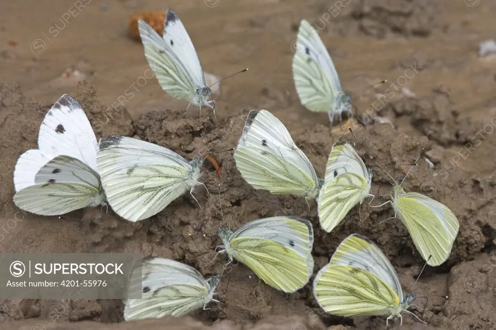 Green-veined White (Pieris napi) butterflies sipping mineral, Netherlands