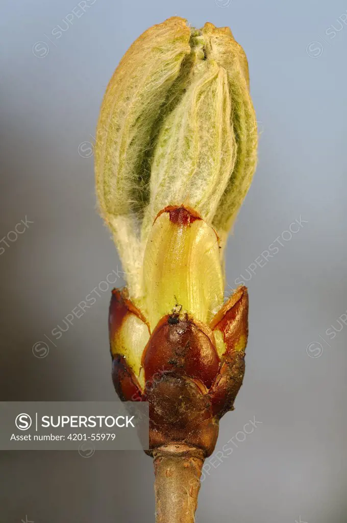 Horse Chestnut (Aesculus hippocastanum) budding, Netherlands