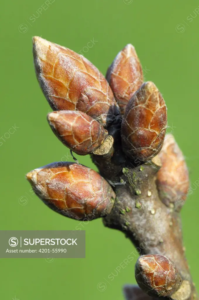 English Oak (Quercus robur) buds, Netherlands
