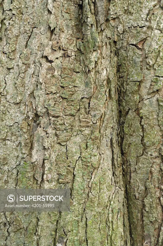 Horse Chestnut (Aesculus hippocastanum) bark, Netherlands