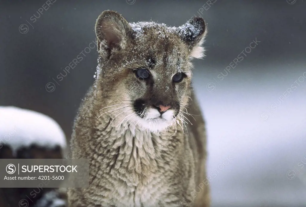 Mountain Lion (Puma concolor) cub in snow, Montana