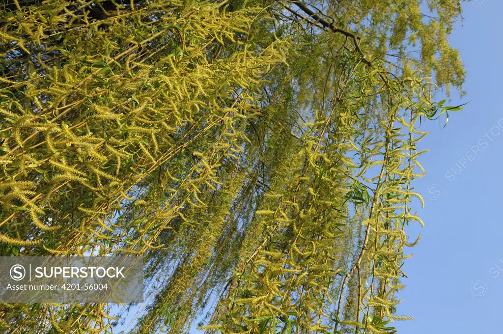 Weeping Willow (Salix sepulcralis), Netherlands