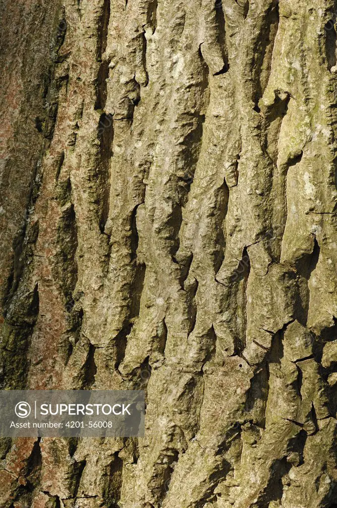 English Black Walnut (Juglans regia) bark, Netherlands