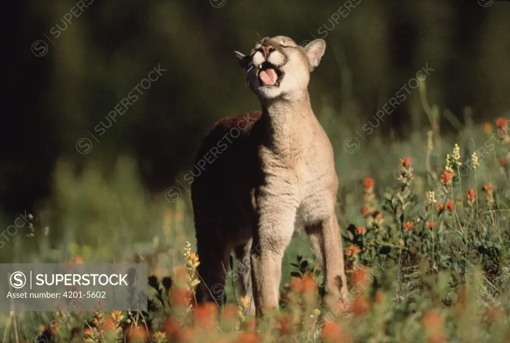 Mountain Lion (Puma concolor) adult sniffing the air, North America