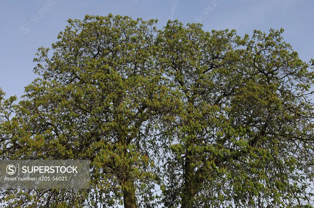 Horse Chestnut (Aesculus hippocastanum) trees, Netherlands