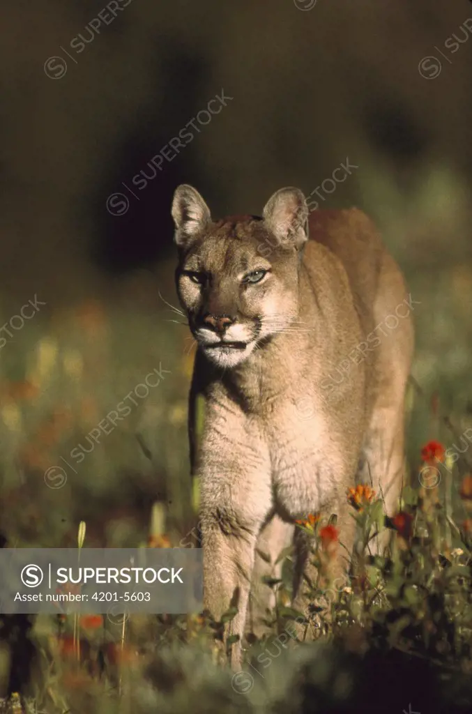 Mountain Lion (Puma concolor) walking through a field of red Paintbrush (Castilleja sp) flowers, North America