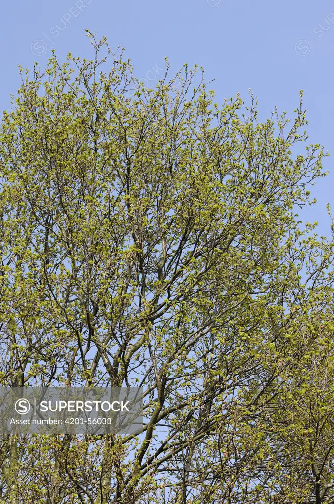 English Oak (Quercus robur), Netherlands