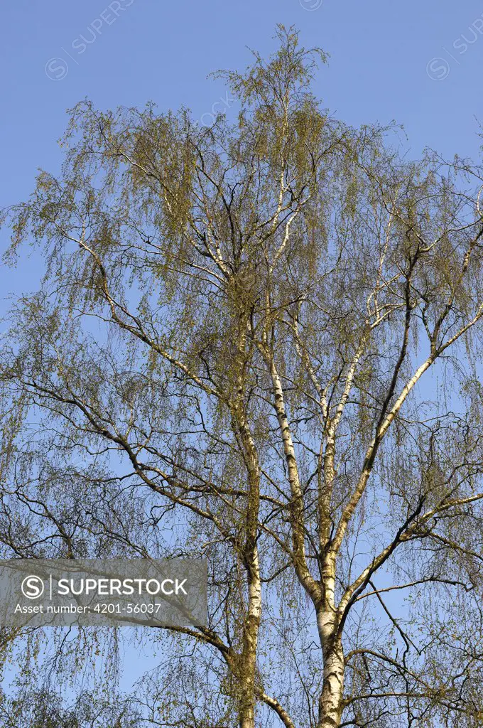 European White Birch (Betula pendula) tree, Netherlands