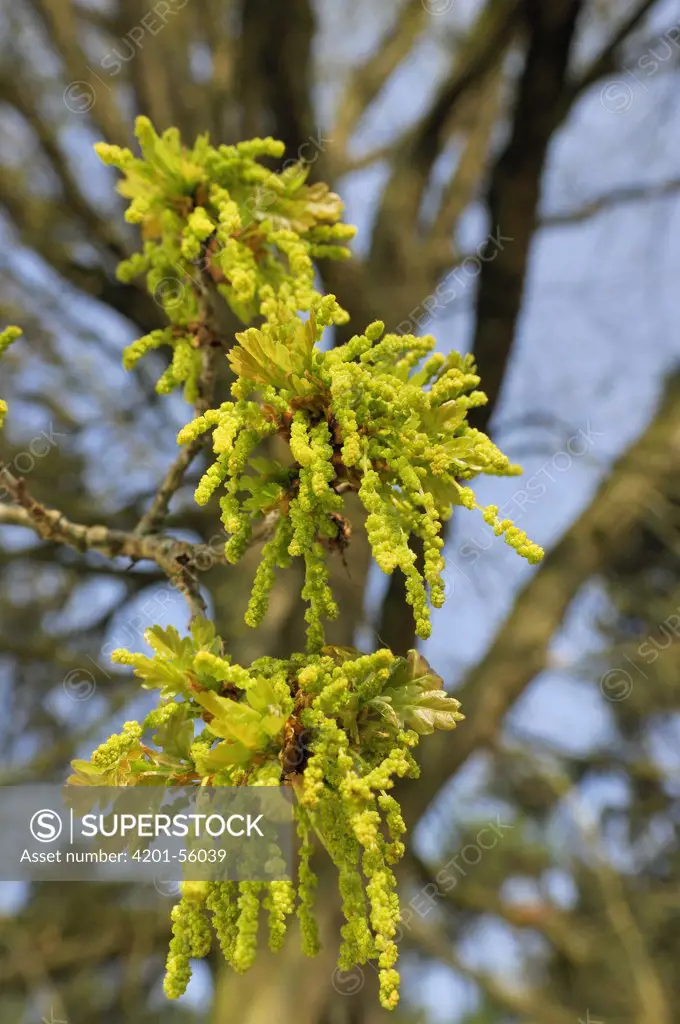English Oak (Quercus robur) catkins, Netherlands