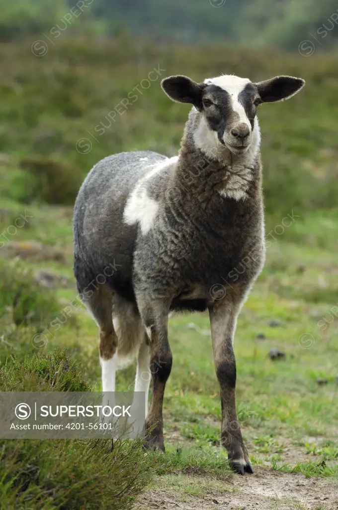 Domestic Sheep (Ovis aries) juvenile, Drenthe, Netherlands