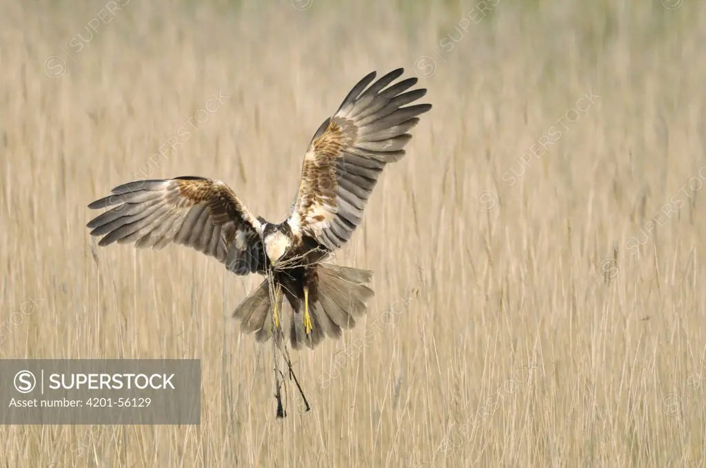 Western Marsh-Harrier (Circus aeruginosus) female flying with nest material, Zeeland, Netherlands