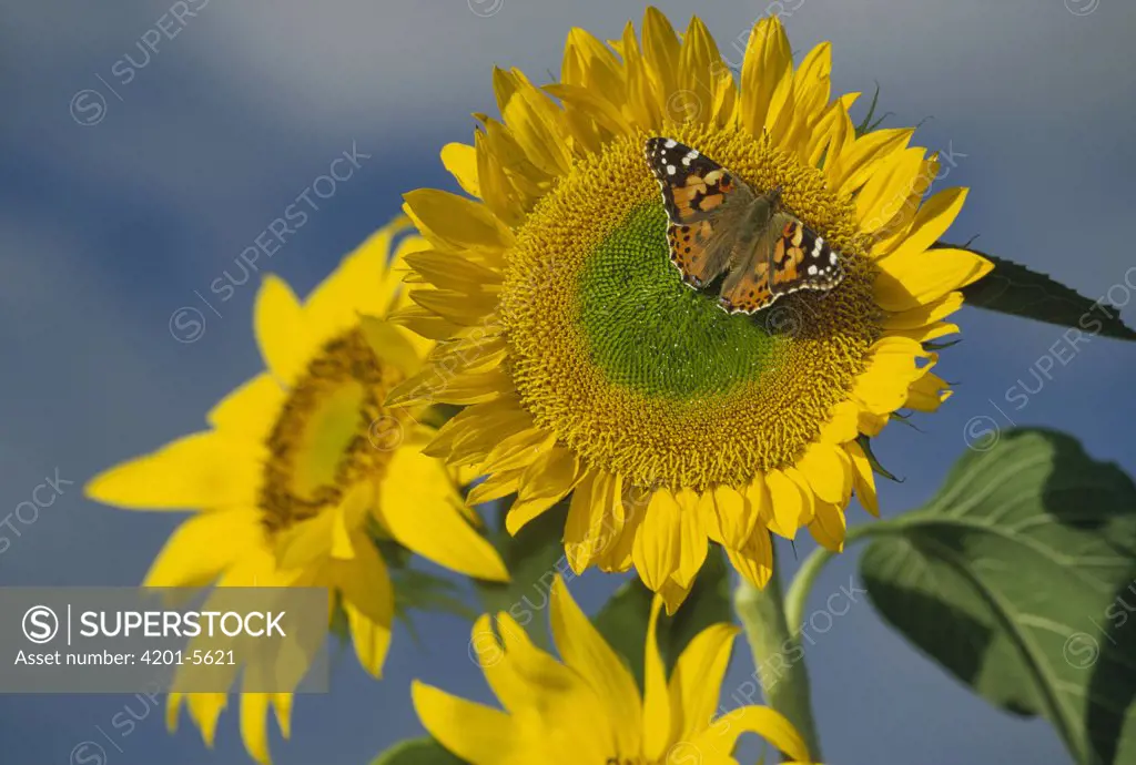 American Painted Lady (Cynthia virginiensis) butterfly on sunflower, New Mexico