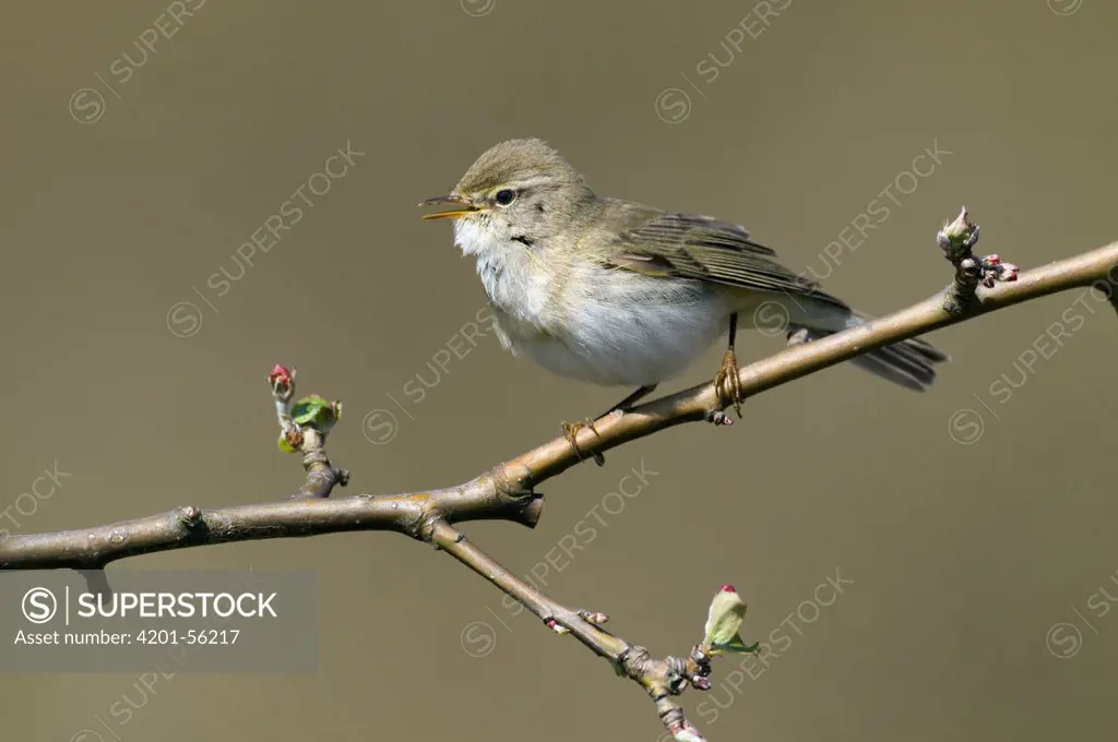 Willow Warbler (Phylloscopus trochilus) singing, Noord-Holland, Netherlands