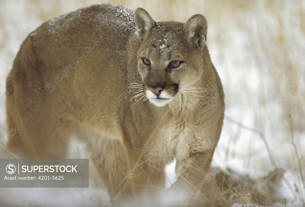Mountain Lion (Puma concolor) portrait in winter, Montana