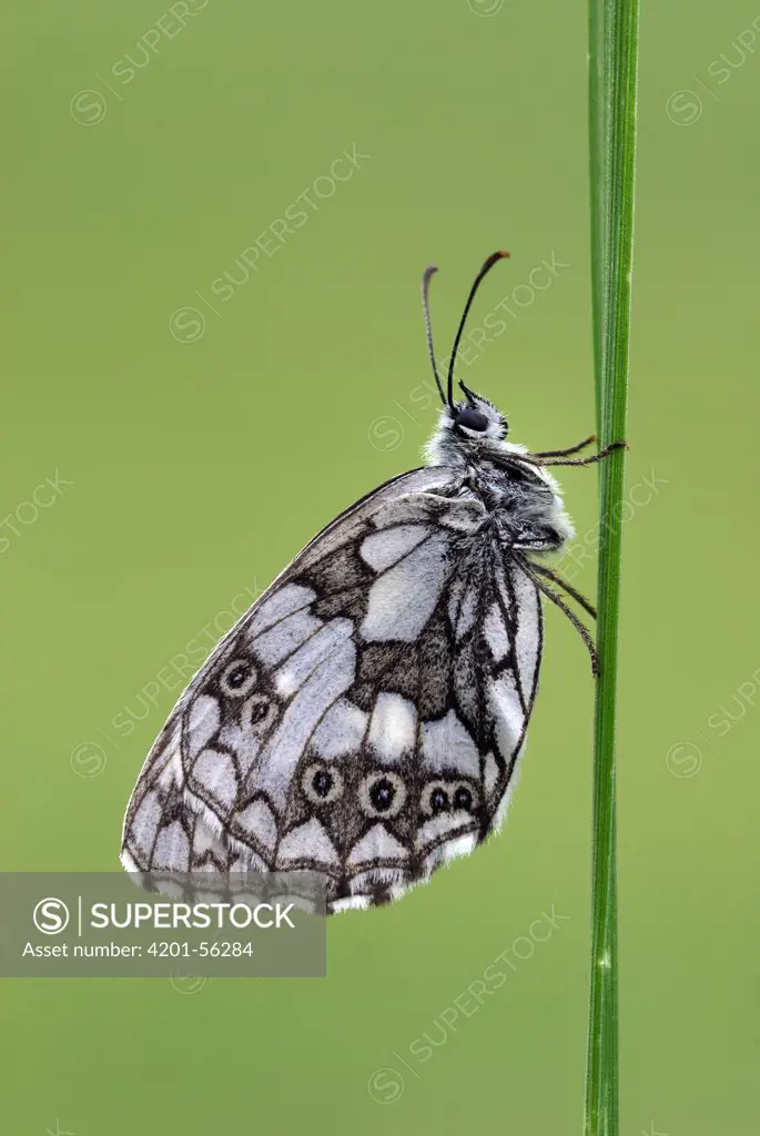 Marbled White (Melanargia galathea) butterfly, Mercantour National Park, Provence, France