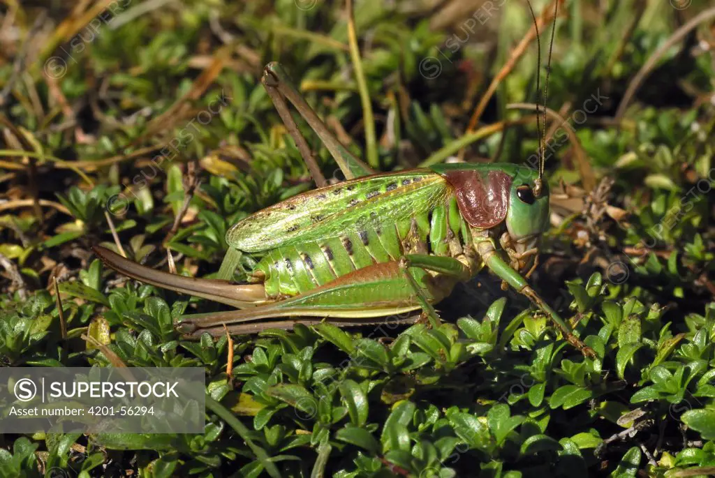 Wart-biter (Decticus verrucivorus)bush cricket, female, Mercantour National Park, Provence, France