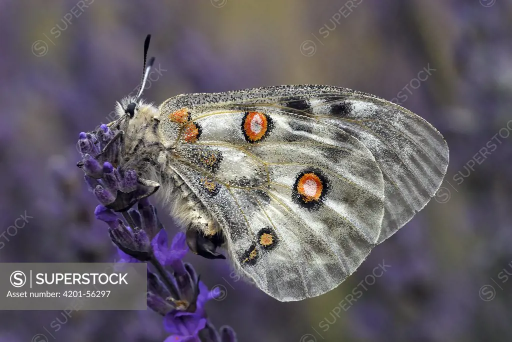 Mountain Apollo (Parnassius apollo) butterfly, Mercantour National Park, Provence, France