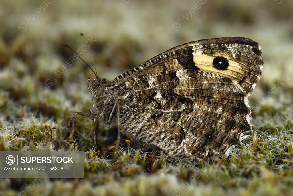 Grayling (Hipparchia semele), butterfly, female, Hageven, Neerpelt, Belgium