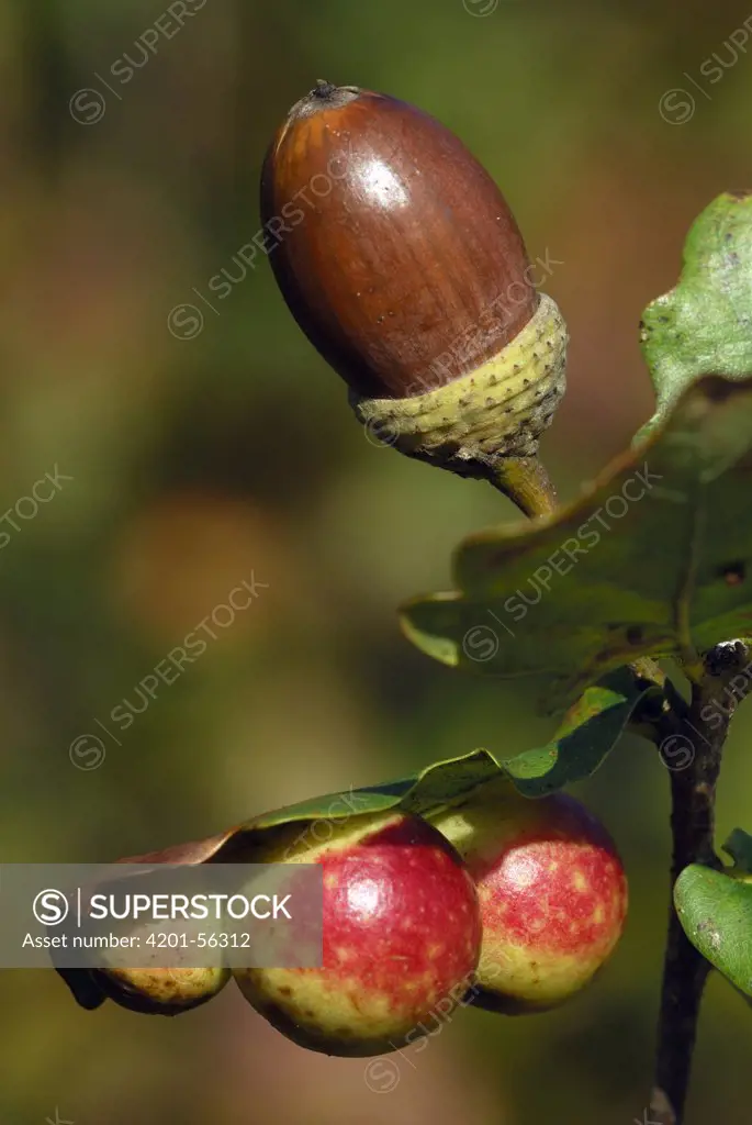 Sessile Oak (Quercus petraea) galls on leaf, Hageven, Neerpelt, Belgium